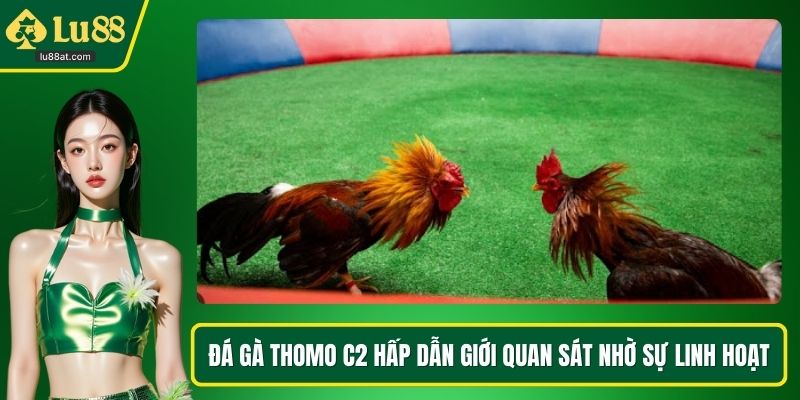 Đá gà Thomo C2