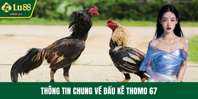 Thông tin chung về đấu kê thomo 67